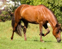 Pferd Kay Lane BS (Paso Peruano, 2003, von Sanson)