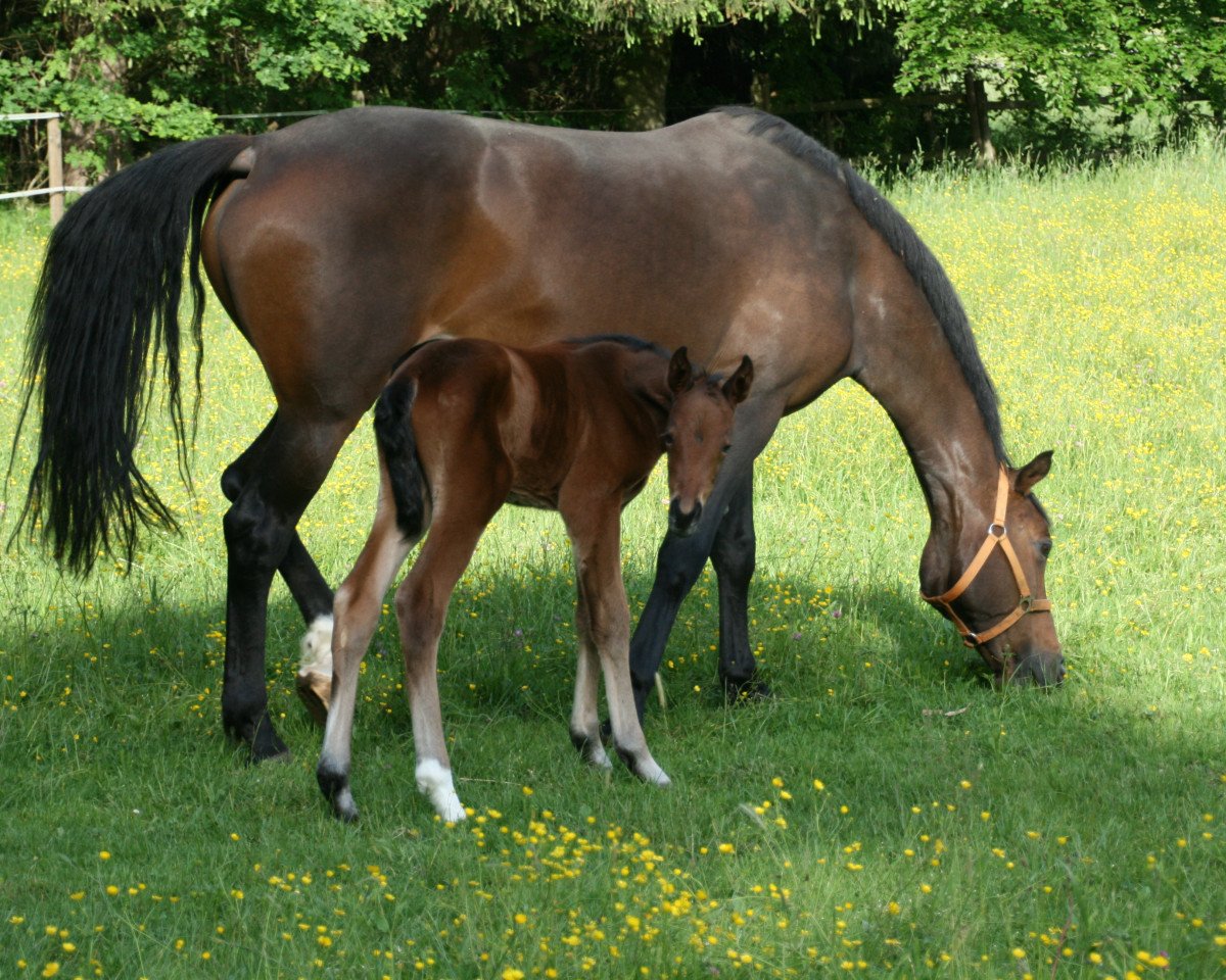 broodmare La fée des Bois TS (Württemberger, 2015, from Leprince des Bois)