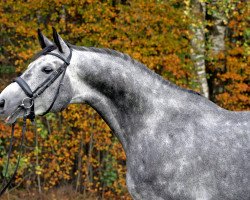 dressage horse Roki 6 (unknown, 2000, from Rotspon)