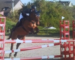 jumper Nic' s naturell Surprice (German Riding Pony, 2003, from Nic Nimbo)