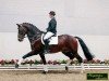 stallion Don Larino 171 FIN (Oldenburg, 1996, from Don Primero)