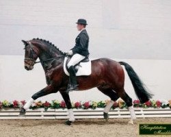 stallion Don Larino 171 FIN (Oldenburg, 1996, from Don Primero)