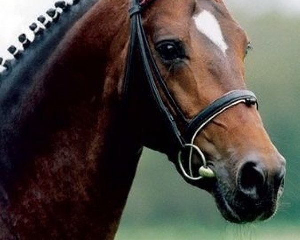 horse Don Larino 171 (Oldenburg, 1996, from Don Primero)