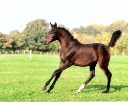 horse Stute von AJM Armani ox (Arabian thoroughbred, 2014, from Ajm Armani ox)