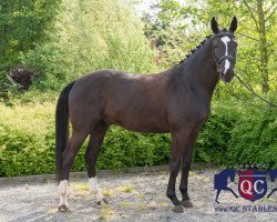 dressage horse Samourai (Oldenburg, 2009, from San Amour I)