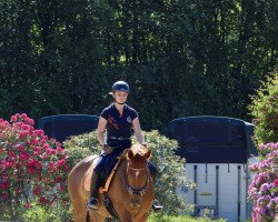 broodmare Sunny Dreams (Westphalian, 2013, from Sir Heinrich OLD)