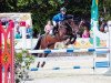 jumper Castano 17 (German Riding Pony, 2008, from Cyriac WE)