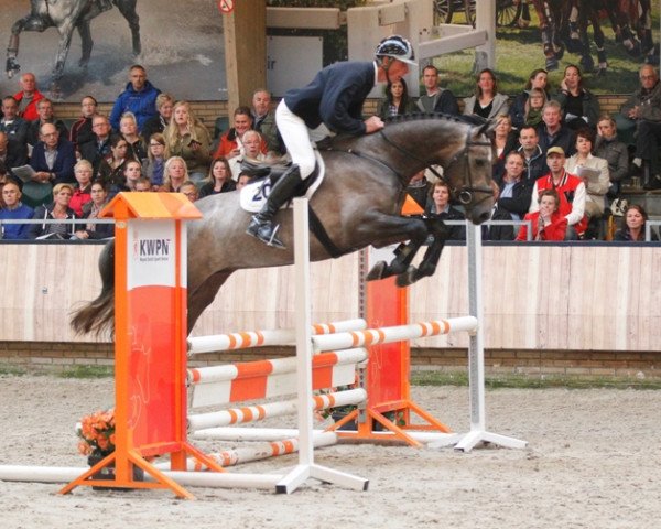 stallion Hamilton (KWPN (Royal Dutch Sporthorse), 2012, from Zirocco Blue)