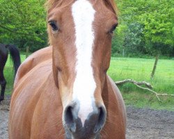 broodmare Ace (Trakehner, 2010, from Mendelsohn)