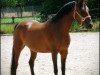 Zuchtstute Vanessa (Deutsches Reitpony, 1990, von Hogewald's Vadi)