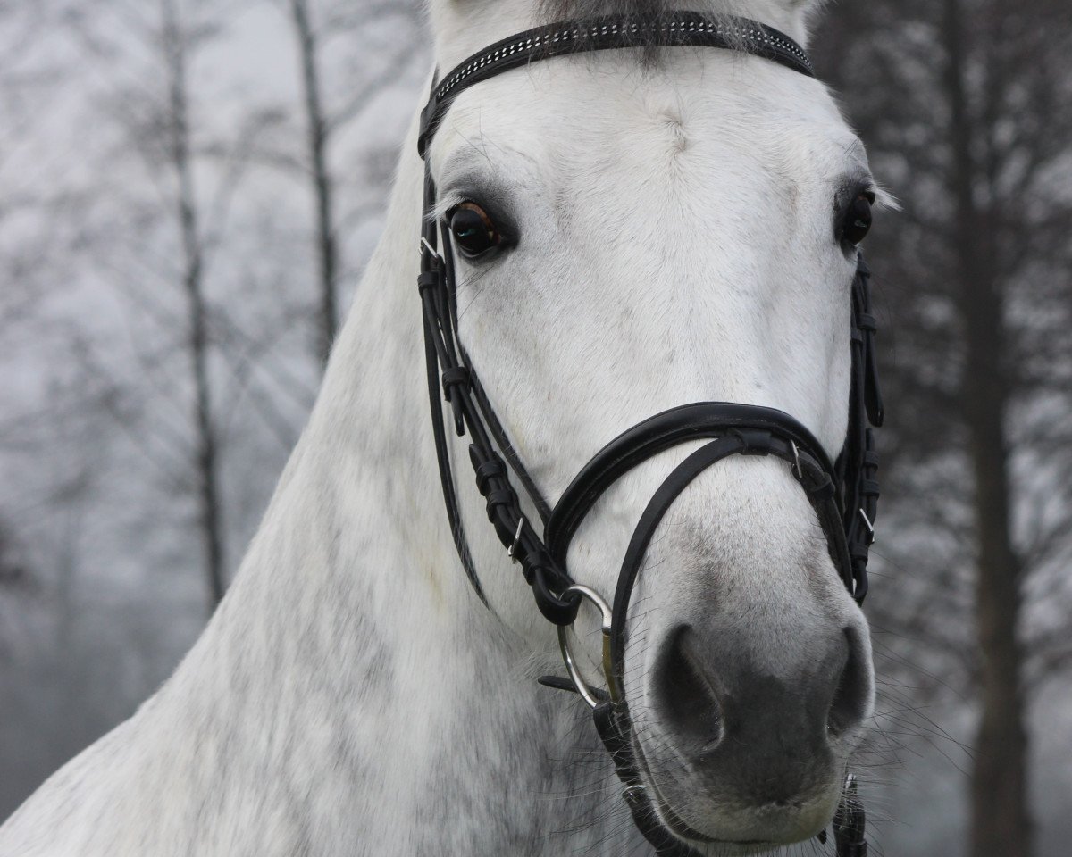 Zuchtstute Doriana Blue (Westfale, 2007, von Donnerball)