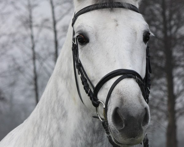 broodmare Doriana Blue (Westphalian, 2007, from Donnerball)