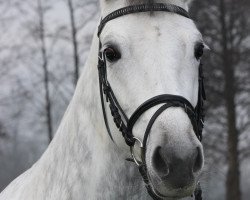 broodmare Doriana Blue (Westphalian, 2007, from Donnerball)