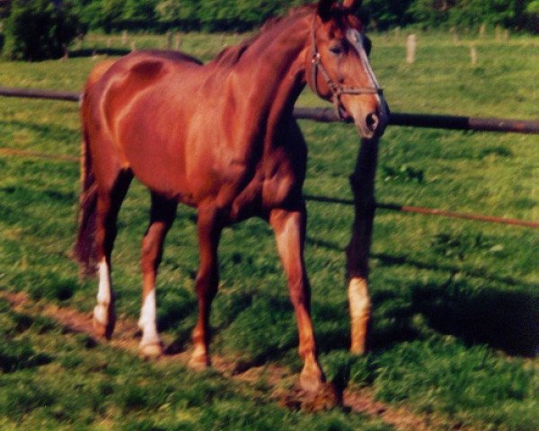 broodmare Graziella (Hanoverian, 1982, from Grandissimo)