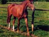 broodmare Graziella (Hanoverian, 1982, from Grandissimo)