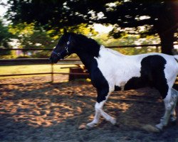 Deckhengst Sioux (Pinto/Kleines Reitpferd, 1989, von Samber)