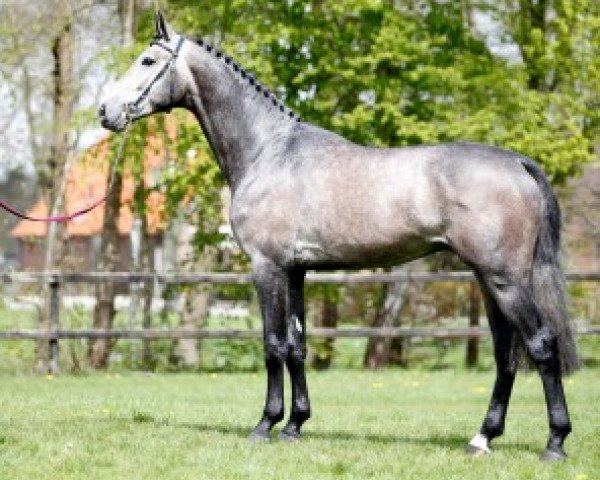 stallion Hermantico (Westphalian, 2012, from Comme il Faut)