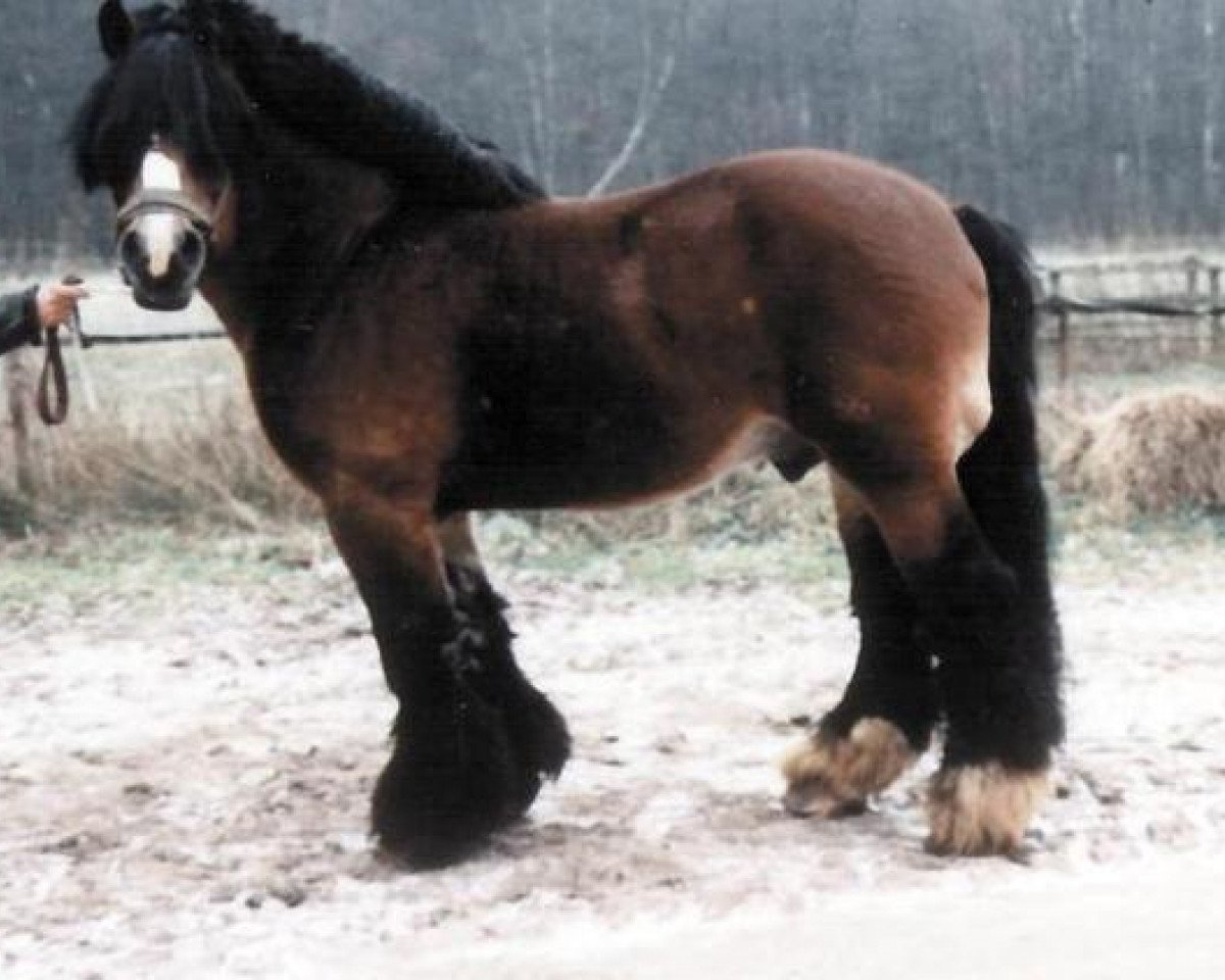 stallion Adorant 1400 (Rhenish-German Cold-Blood, 1982, from Atom)