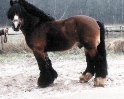 stallion Adorant 1400 (Rhenish-German Cold-Blood, 1982, from Atom)