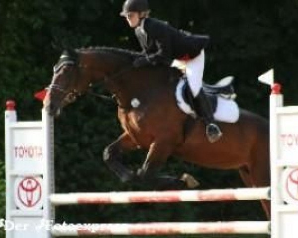 Pferd Udine vd Steenbrugge (Belgisches Warmblut, 1997, von Randel Z)