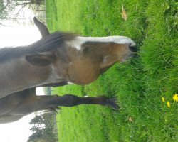 horse Fürst (Trakehner, 1993, from Saint Cloud)