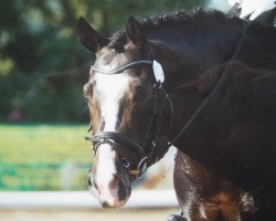 dressage horse Landino B (Rhinelander, 1999, from Lanciano)