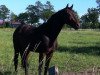 dressage horse Walk of Fame 45 (Oldenburg, 2008, from Wolken-Hit)