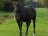 broodmare Jeversche Larina (Oldenburg, 2001, from Don Larino 171 FIN)