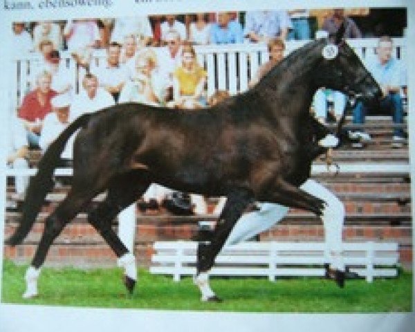 broodmare Jeversche Perle (Oldenburg, 1991, from Rouletto)
