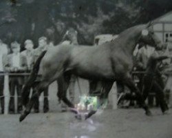 broodmare Julaika (Oldenburg, 1982, from Angriff-Anruf)