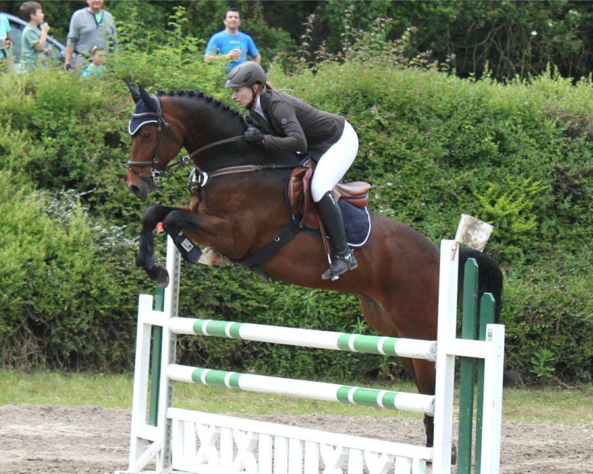 jumper For Felipe (Hanoverian, 2009, from For Edition)