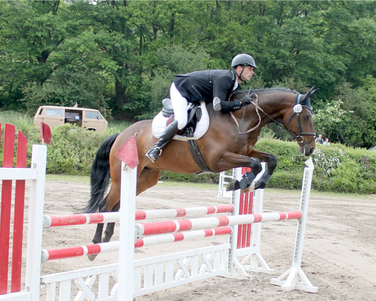 jumper Flaneur 219 (Hanoverian, 2008, from Fidertanz)