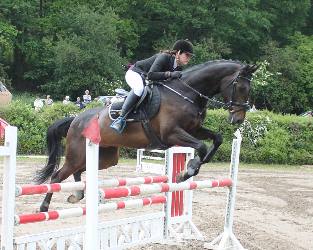 Springpferd Charmeur 419 (Oldenburger, 2009, von Chatman)