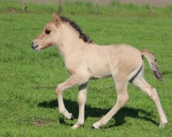 horse Sleipnir vom Röttgershof # (Iceland Horse Mix, 2015, from Mio Morgunrodi aus der Groll)