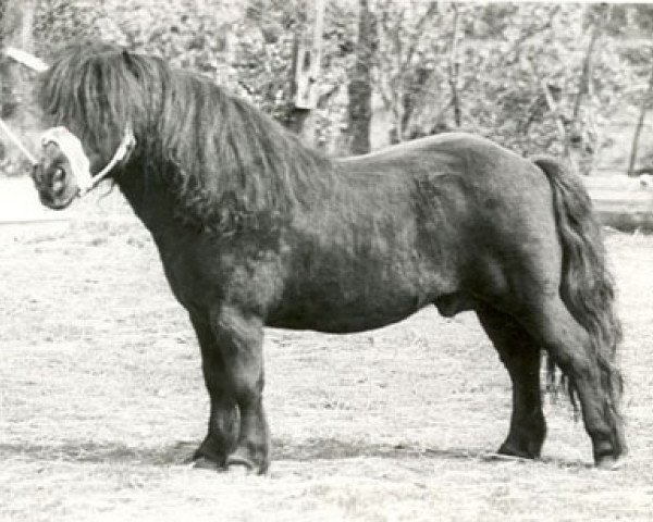 stallion Xenophon van Stal Rodichem (Shetland pony (under 87 cm), 1964, from President of Marshwood)