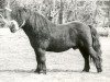 Deckhengst Xenophon van Stal Rodichem (Shetland Pony (unter 87 cm), 1964, von President of Marshwood)