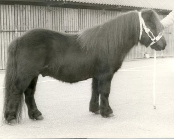 stallion Hugo van het Slot (Shetland Pony, 1972, from Spotlight of Marshwood)