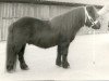 stallion Hugo van het Slot (Shetland Pony, 1972, from Spotlight of Marshwood)