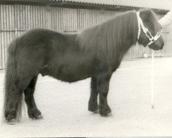 Deckhengst Hugo van het Slot (Shetland Pony, 1972, von Spotlight of Marshwood)