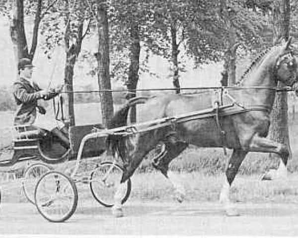 horse Wallstreet (KWPN (Royal Dutch Sporthorse), 1980, from Rentheer)