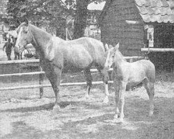 broodmare Puck (Gelderland, 1951, from L'Invasion AN)