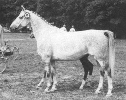 horse Netty (KWPN (Royal Dutch Sporthorse), 1972, from Elymas)