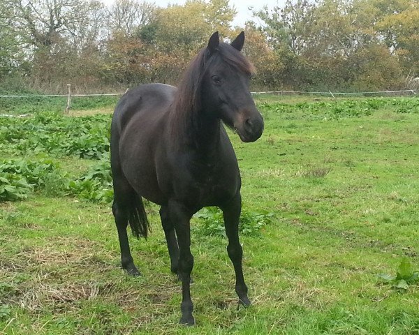 Pferd Diva Lu (Deutsches Reitpony, 2003, von Nogger Lu)