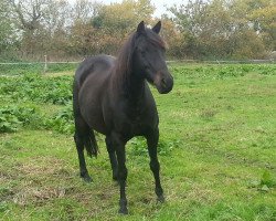 Pferd Diva Lu (Deutsches Reitpony, 2003, von Nogger Lu)