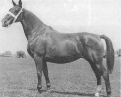 broodmare Jacoba (Gelderland, 1920, from Jonge Evagore)