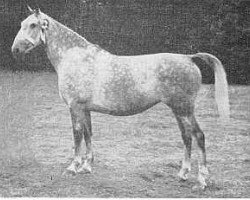 broodmare K.Galena (Gelderland, 1946, from Voorman)