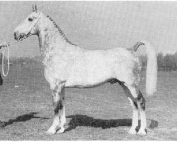 stallion Elymas (Gelderland, 1963, from Odin van Wittenstein)