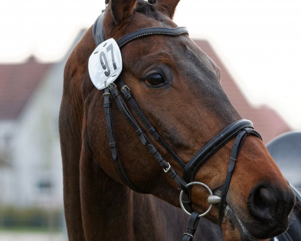 dressage horse Frankenberg 2 (Trakehner, 2009, from Insterburg TSF)