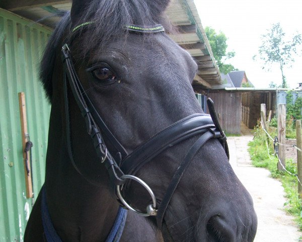 Pferd Husar 214 (Deutsches Reitpony, 1992, von Harras)