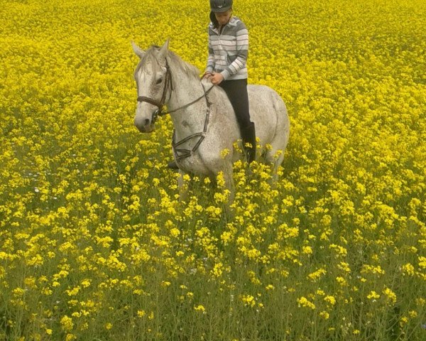 jumper Carlito 15 (Holsteiner, 1999, from Calando I)